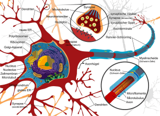 MCN Body Treatment along nerve pathways